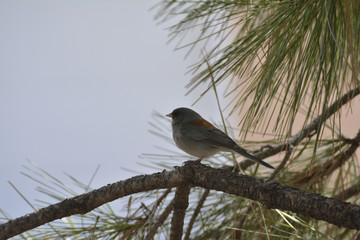 Southwest USA Beautiful Dark-eyed Junco  is a medium-sized sparrow with a rounded head a short, stout bill and a fairly long, conspicuous tail.