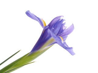 irises on a white background