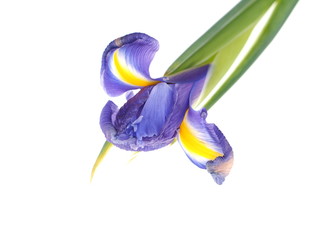 irises on a white background