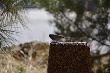 Southwest USA Beautiful Dark-eyed Junco  is a medium-sized sparrow with a rounded head a short, stout bill and a fairly long, conspicuous tail.