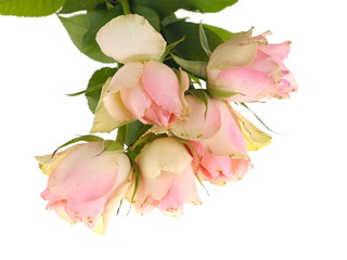 pink roses on a white background