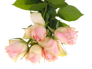 pink roses on a white background