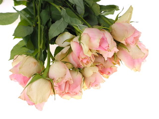 pink roses on a white background