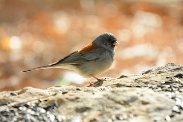 Colorful wild bird from New Mexico on a big rock bolder in the forest