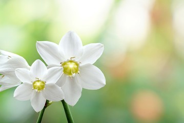 beautiful white flower on blur nature bokeh pastel background 