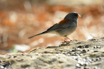 Colorful wild bird from New Mexico on a big rock bolder in the forest