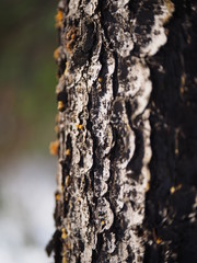 Spruce bark in the forest