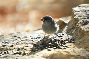Colorful wild bird from New Mexico on a big rock bolder in the forest