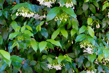 natural background : Wrightia religiosa Benth small white flower