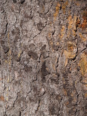 Spruce bark in the forest