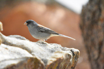 Colorful wild bird from New Mexico on a big rock bolder in the forest