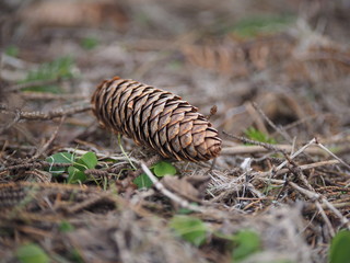 fir-cone in the forest