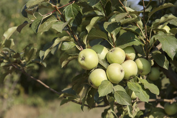 green apple on its shaft