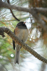 New Mexico Colorful wild bird on a pine tree branch in the woodland near the forest