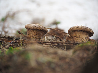 mushrooms in the forest