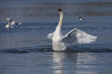 Fototapeta na wymiar Mute Swan, cygnus olor