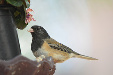 New Mexico Colorful wild bird on a water bird bath drinking in the park