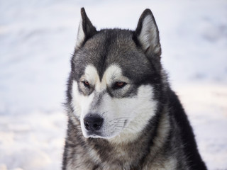 husky in the forest