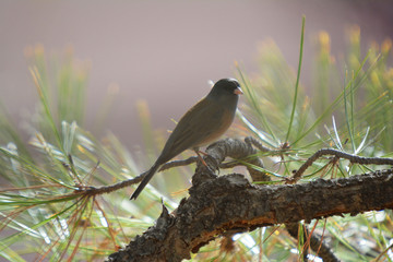 New Mexico Colorful wild bird on a pine tree branch in the woodland near the forest