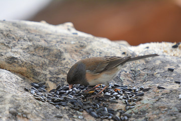 Colorful wild bird from New Mexico on a big rock bolder in the forest