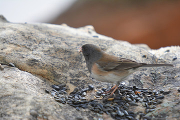 Colorful wild bird from New Mexico on a big rock bolder in the forest