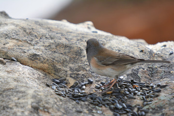 Colorful wild bird from New Mexico on a big rock bolder in the forest