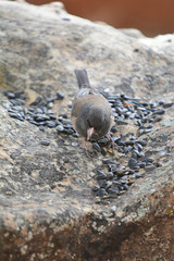 Colorful wild bird from New Mexico on a big rock bolder in the forest