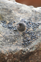 Colorful wild bird from New Mexico on a big rock bolder in the forest