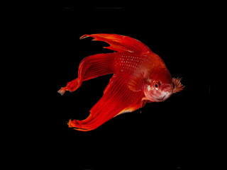 Fototapeta premium bettas