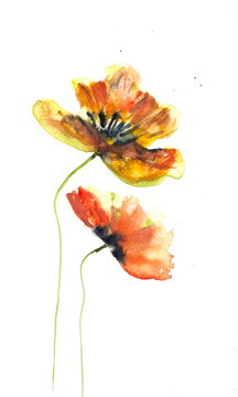 Orange yellow poppy flowers on white , watercolor hand painted