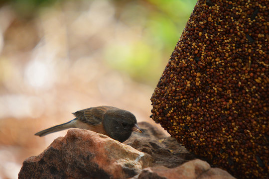 Colorful Wild Bird Eating From A Bird Seed Block Feeder