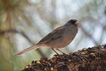 New Mexico Colorful wild bird on a pine tree branch in the woodland near the forest