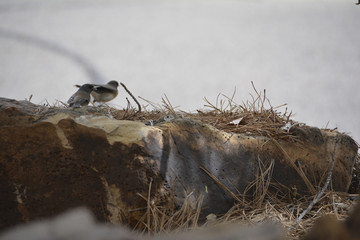 Southwest USA Beautiful Dark-eyed Junco  is a medium-sized sparrow with a rounded head a short, stout bill and a fairly long, conspicuous tail.