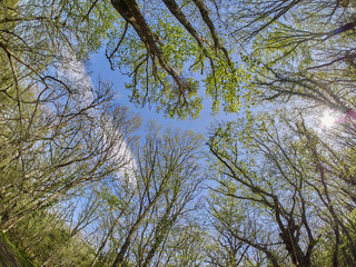 Trees in the mountains