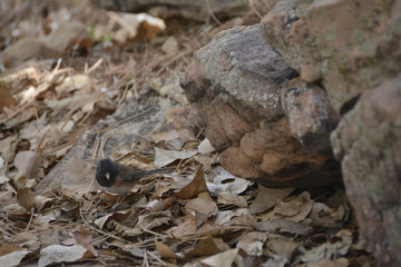 Southwest USA Beautiful Dark-eyed Junco  is a medium-sized sparrow with a rounded head a short, stout bill and a fairly long, conspicuous tail.