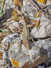 rock Lizard