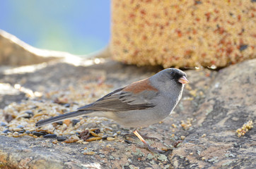 Southwest USA Beautiful Dark-eyed Junco  is a medium-sized sparrow with a rounded head a short, stout bill and a fairly long, conspicuous tail.