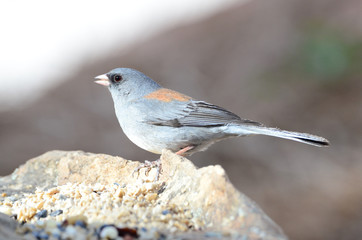 Southwest USA Beautiful Dark-eyed Junco  is a medium-sized sparrow with a rounded head a short, stout bill and a fairly long, conspicuous tail.