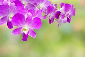 Fototapeta na wymiar beautiful purple Thai orchid flower on nature abstract bokeh in pastel tone background 
