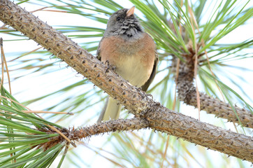 Southwest USA Beautiful Dark-eyed Junco  is a medium-sized sparrow with a rounded head a short, stout bill and a fairly long, conspicuous tail.