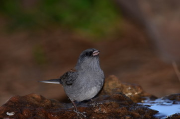 Southwest USA Beautiful Dark-eyed Junco  is a medium-sized sparrow with a rounded head a short, stout bill and a fairly long, conspicuous tail.