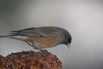 Southwest USA Beautiful Dark-eyed Junco  is a medium-sized sparrow with a rounded head a short, stout bill and a fairly long, conspicuous tail.