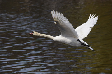 Mute Swan, cygnus olor
