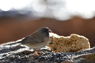 Southwest USA Beautiful Dark-eyed Junco  is a medium-sized sparrow with a rounded head a short, stout bill and a fairly long, conspicuous tail.