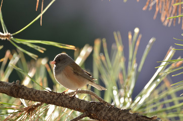 Southwest USA Beautiful Dark-eyed Junco  is a medium-sized sparrow with a rounded head a short, stout bill and a fairly long, conspicuous tail.