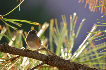 Southwest USA Beautiful Dark-eyed Junco  is a medium-sized sparrow with a rounded head a short, stout bill and a fairly long, conspicuous tail.