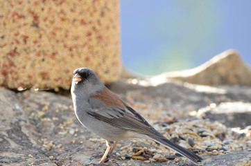 Southwest USA Beautiful Dark-eyed Junco  is a medium-sized sparrow with a rounded head a short, stout bill and a fairly long, conspicuous tail.