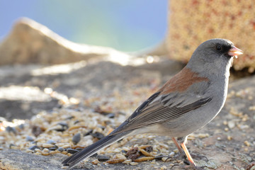 Southwest USA Beautiful Dark-eyed Junco  is a medium-sized sparrow with a rounded head a short, stout bill and a fairly long, conspicuous tail.