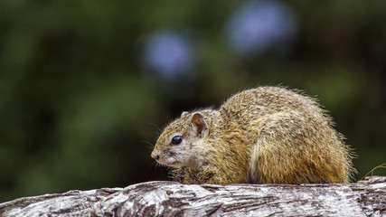 Smith’s bush squirrel in Kruger National park, South Africa