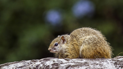 Smith’s bush squirrel in Kruger National park, South Africa